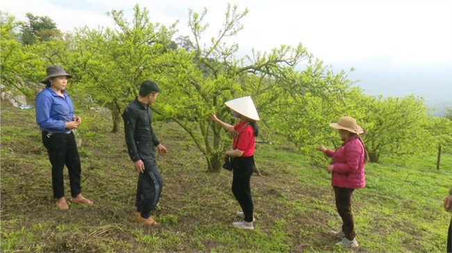 Mận trái vụ được mùa, được giá, nông dân Mộc Châu phấn khởi (13/3/2022)